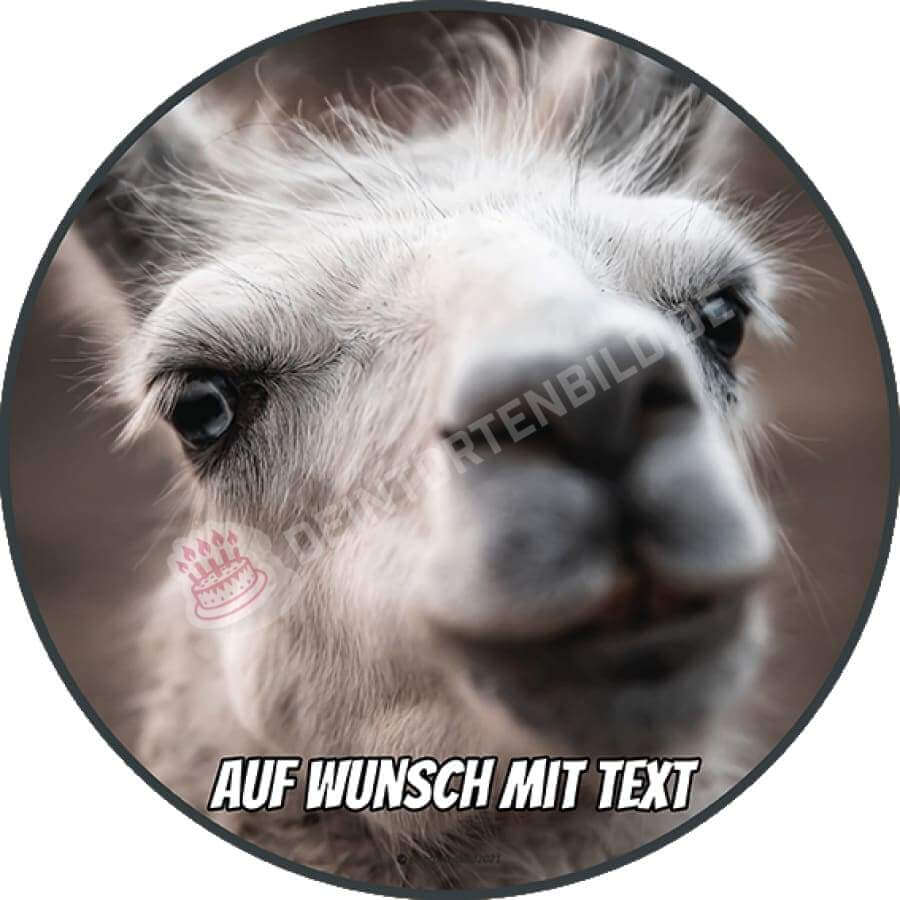 Motiv: Lama Kopf - Hochwertige und individuelle Tortenaufleger für jeden Anlass
Tortenaufleger Lama Kopf nah in 20cm Kreis 
Unsere Tortenaufleger sind ein ideales Geschenk für besonder - Tortenbild - DeintortenbildLama Kopf